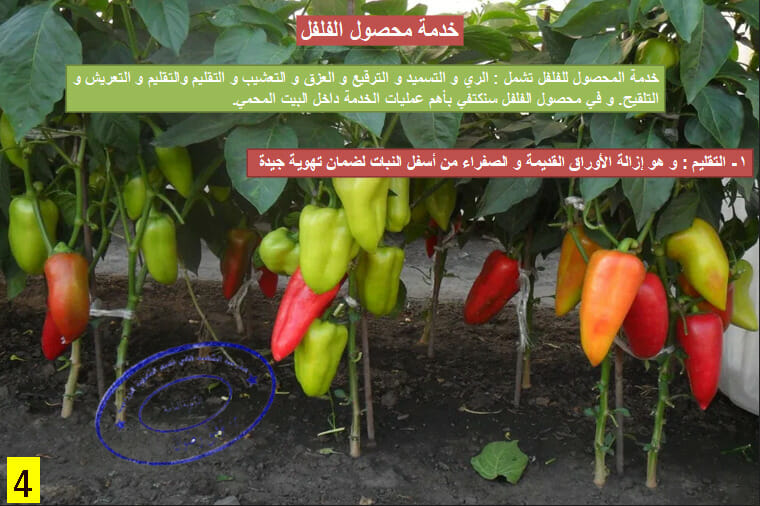خدمة نبات الفلفل