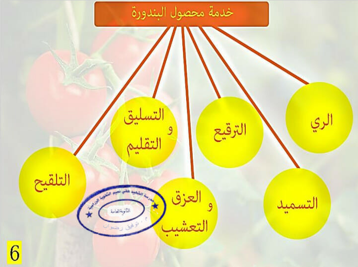 خدمة محصول البندورة