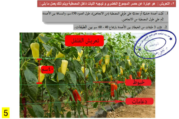 التعريش في الفلفل
