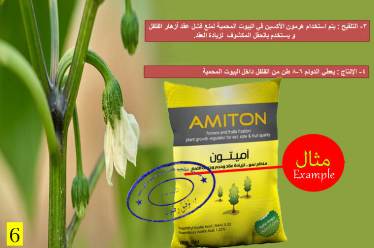 زراعة الفلفل في البيوت المحمية