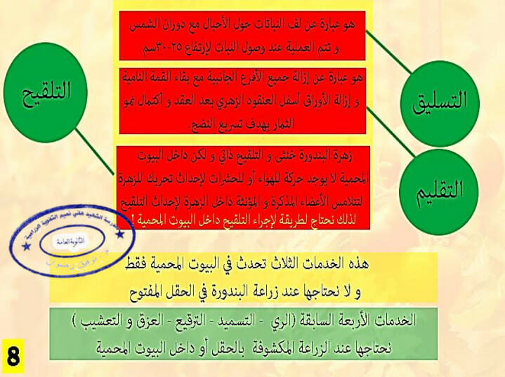التسليق والتقليم في البندورة