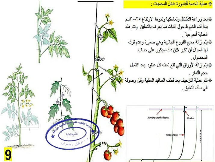 طريقة تسليق الطماطم