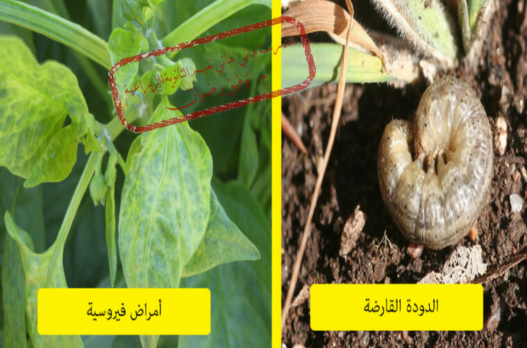 الحشرات التي تصيب الفلفل