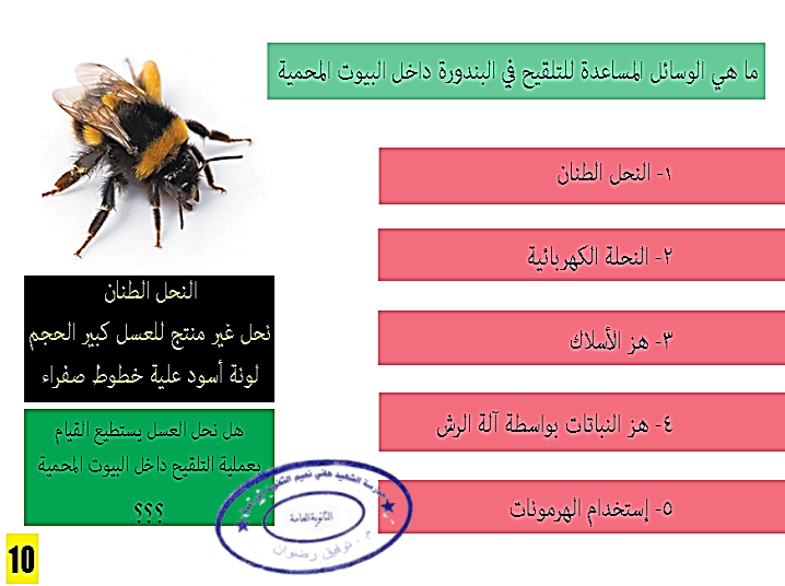 طرق تلقيح البندورة في البيوت المحمية