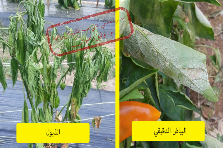 أمراض الفلفل الفطرية