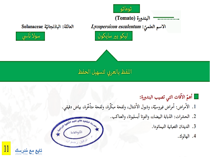 الأسم العلمي للبندورة